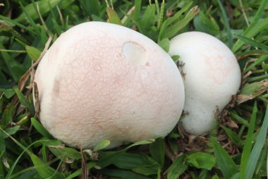 Calvatia Cyathiforis sahada. Mor spor puffball, Calvatia 'nın büyük ve yenilebilir bir safiri türüdür. Bu karasal tütsülenmiş topun morumsu veya kahverengi sporları var.