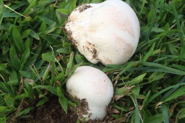 Calvatia Cyathiforis sahada. Mor spor puffball, Calvatia 'nın büyük ve yenilebilir bir safiri türüdür. Bu karasal tütsülenmiş topun morumsu veya kahverengi sporları var.