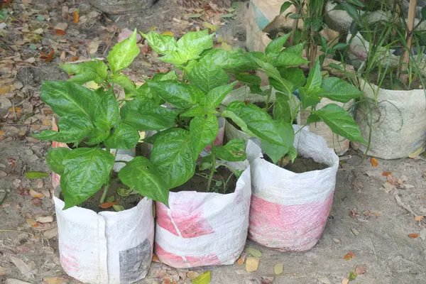 stock image Carolina Reaper plant seedling on farm for sell are cash crops