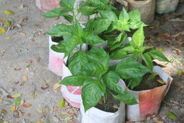 Carolina Orakçı fideleri çiftlikte satılıyor. Nakit ekinler.