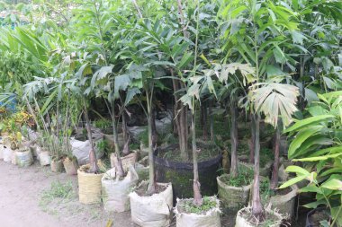 Caryota idrarı satılmak üzere fidanlığa bırakılmış. Nakit ürünler. Flavonoidlerin varlığından kaynaklanan antioksidan, antiinflamatuar, antimikrobik, diyabetik özellikler, fitilokimyasallar gibi glikozitler var.