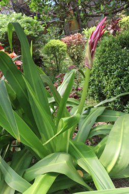 crinum asiaticum flower plant on nursery for sell are cash crops. treating breast infections, wounds, haemorrhoids, inflammation, diuretic, as a poultice for closed fractures, contusions, rheumatism clipart