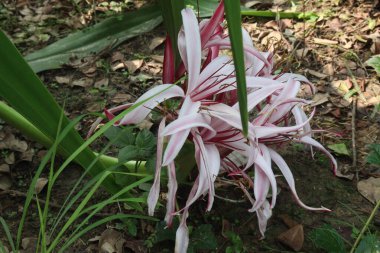 Kreşteki crinum asiaticum çiçeği bitkisi satılık nakit mahsuller. Göğüs enfeksiyonlarını, yaraları, hemoroitleri, iltihabı, idrar söktürücüleri, kapalı kırıklar, çürükler, romatizmalar için lapa olarak tedavi ediyorlar.