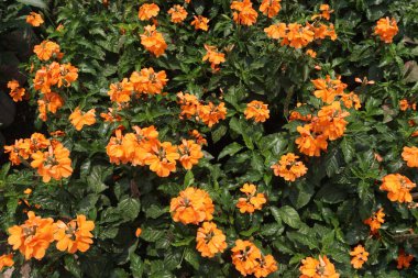 Crossandra infundibuliformis flower plant on farm for sell are cash crop, Flower can treat various conditions like fever, headache, aperitif, pain etc clipart