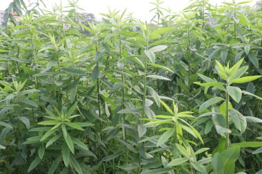 Çiftlikteki crotalaria juncea bitkisi hasat için nakit mahsuldür. Doğal elyafı var. Kordaj, ağlar, ipler için kullanılır. Azot sabitlemesiyle mahsulü iyileştiren bir toprak.