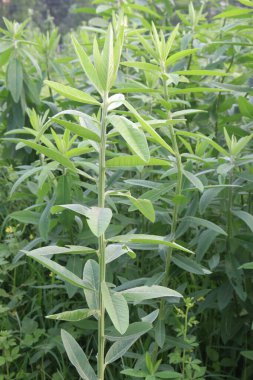 Çiftlikteki crotalaria juncea bitkisi hasat için nakit mahsuldür. Doğal elyafı var. Kordaj, ağlar, ipler için kullanılır. Azot sabitlemesiyle mahsulü iyileştiren bir toprak.