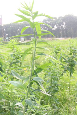 Crotalaria juncea plant on farm for harvest are cash crops. have natural fibre. used for cordage, fishing nets, ropes. a soil improving crop via nitrogen fixation clipart