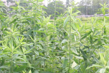 Çiftlikteki crotalaria juncea bitkisi hasat için nakit mahsuldür. Doğal elyafı var. Kordaj, ağlar, ipler için kullanılır. Azot sabitlemesiyle mahsulü iyileştiren bir toprak.