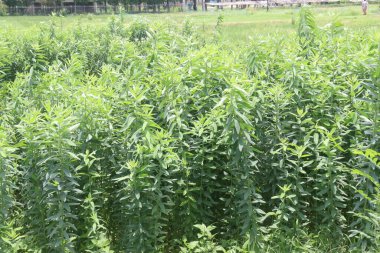 Çiftlikteki crotalaria juncea bitkisi hasat için nakit mahsuldür. Doğal elyafı var. Kordaj, ağlar, ipler için kullanılır. Azot sabitlemesiyle mahsulü iyileştiren bir toprak.