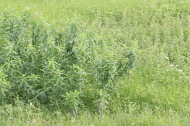 Çiftlikteki crotalaria juncea bitkisi hasat için nakit mahsuldür. Doğal elyafı var. Kordaj, ağlar, ipler için kullanılır. Azot sabitlemesiyle mahsulü iyileştiren bir toprak.