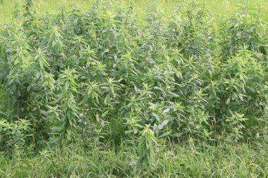 Crotalaria juncea plant on farm for harvest are cash crops. have natural fibre. used for cordage, fishing nets, ropes. a soil improving crop via nitrogen fixation clipart