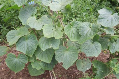 Çiftlikteki salatalıklar nakit mahsuldür. Potasyum, magnezyum ve diyet lifleri var. Yüksek tansiyonu kontrol edebilir, kalp hastalıklarını tedavi edebilir.