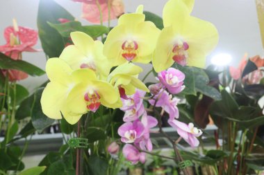 Dendrobium orkide çiçeği. Kreşteki saksıya ekin, hasat için nakit mahsuldür.