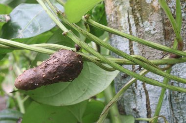 Çiftlikteki dioskorea bulbifera bitkisi hasat için nakit mahsuldür. Diyabet ve obeziteyi tedavi etmek, boğaz ağrısı, guatr, mide kanseri ve rektum kanseri tedavisi