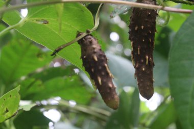 Çiftlikteki dioskorea bulbifera bitkisi hasat için nakit mahsuldür. Diyabet ve obeziteyi tedavi etmek, boğaz ağrısı, guatr, mide kanseri ve rektum kanseri tedavisi
