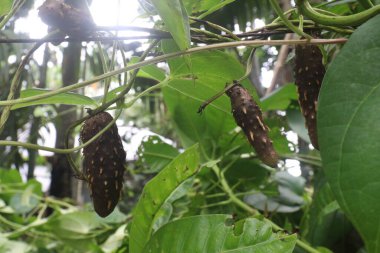 Dioscorea bulbifera plant on farm for harvest are cash crops. treat diabetes and obesity, sore throat, goiter, gastric cancer and carcinoma of rectum clipart