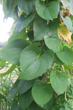 Çiftlikteki dioskorea bulbifera bitkisi hasat için nakit mahsuldür. Diyabet ve obeziteyi tedavi etmek, boğaz ağrısı, guatr, mide kanseri ve rektum kanseri tedavisi