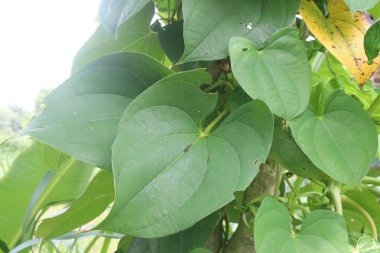 Çiftlikteki dioskorea bulbifera bitkisi hasat için nakit mahsuldür. Diyabet ve obeziteyi tedavi etmek, boğaz ağrısı, guatr, mide kanseri ve rektum kanseri tedavisi