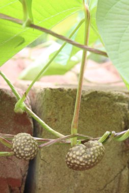 Dioscorea bulbifera on tree in forest. treat diabetes and obesity, sore throat, goiter, gastric cancer and carcinoma of rectum clipart