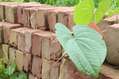 Dioscorea bulbifera plant on forest. treat diabetes and obesity, sore throat, goiter, gastric cancer and carcinoma of rectum clipart