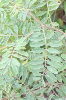 Ormandaki sahte çivit otu. Küçük bir yenilebilir kullanımı ve yatak, boya, böcek ilacı, yağ, kovucu, barınak kemeri ve toprak dengelenmesi gibi başka kullanımları da vardır.