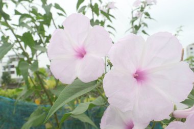 Ipomoea carnea flower plant on nursery for sell are cash crops. have anti bacterial, anti fungal, anti oxidant, anti cancer, anti convulsant, immunomodulatory, anti diabetic, hepatoprotective clipart