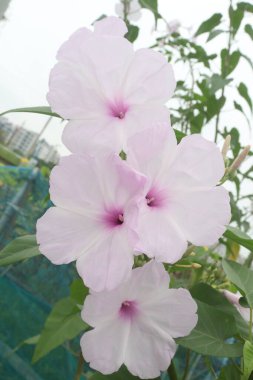 Ipomoea carnea flower plant on nursery for sell are cash crops. have anti bacterial, anti fungal, anti oxidant, anti cancer, anti convulsant, immunomodulatory, anti diabetic, hepatoprotective clipart