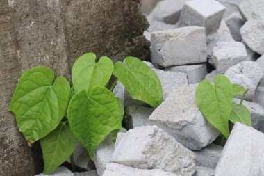 Ivy gourd leaf plant on farm for sell are cash crop.it have anti inflammatory, antioxidant effects.can treat diabetes and high cholesterol to high blood pressure and obesity clipart