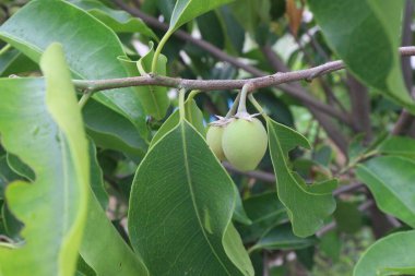 Mimusops elengi fruit on plant in nursery for sell are cash crops. have quinine, caffeine, nicotine. can treat toothache, headaches, poisonous cases oral cavity, diarrhoea clipart