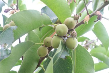 Mimusops, çocuk odasındaki fidanlıkta satılan meyveler nakit mahsuldür. Kinin, kafein, nikotin. Diş ağrısını, baş ağrısını, zehirli durumları ağız boşluğunu, ishali tedavi edebilir.