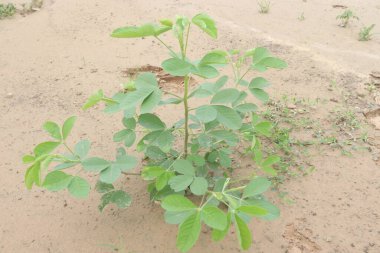 Ormandaki siğil bitkisi tedavi edici. Tohumlar çiftlik hayvanları için zehirli olmasına rağmen tıbbi bir hazine sandığı barındırıyor. Geleneksel bir şifalı bitki, Afrika 'da yetiştirilir.