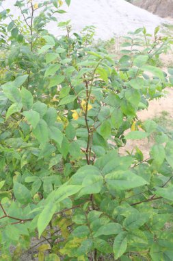 Sicklepod plant in the forest is medicinal. Although the seeds are poisonous to livestock, it harbors a medicinal treasure chest. A traditional herb with health benefits, they are cultivated in Africa clipart