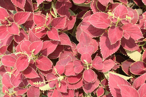 Stock image Coleus leaf plant on nursery for sell are cash crops. Forskolin has effects that might widen blood vessels and lower blood pressure. People use coleus for chest pain, asthma, eczema, heart failure