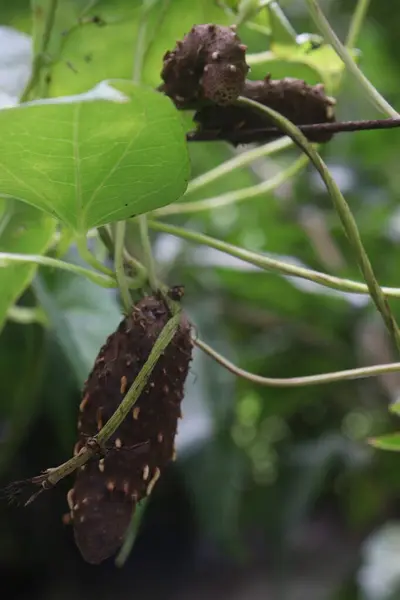 stock image Dioscorea bulbifera plant on farm for harvest are cash crops. treat diabetes and obesity, sore throat, goiter, gastric cancer and carcinoma of rectum