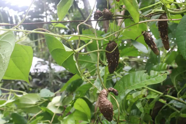 stock image Dioscorea bulbifera plant on farm for harvest are cash crops. treat diabetes and obesity, sore throat, goiter, gastric cancer and carcinoma of rectum