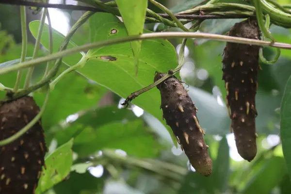 stock image Dioscorea bulbifera plant on farm for harvest are cash crops. treat diabetes and obesity, sore throat, goiter, gastric cancer and carcinoma of rectum