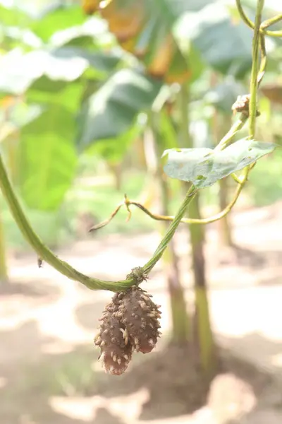 stock image Dioscorea bulbifera plant on farm for harvest are cash crops. treat diabetes and obesity, sore throat, goiter, gastric cancer and carcinoma of rectum