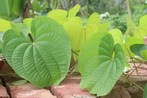 Ormandaki Dioskorea Bulbifera bitkisi. Diyabet ve obeziteyi tedavi etmek, boğaz ağrısı, guatr, mide kanseri ve rektum kanseri tedavisi