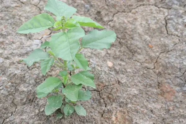 stock image Ipomoea carnea flower plant on nursery for sell are cash crops. have anti bacterial, anti fungal, anti oxidant, anti cancer, anti convulsant, immunomodulatory, anti diabetic, hepatoprotective