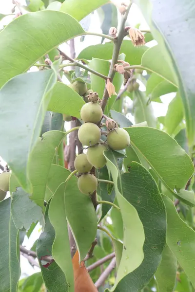 stock image Mimusops elengi fruit on plant in nursery for sell are cash crops. have quinine, caffeine, nicotine. can treat toothache, headaches, poisonous cases oral cavity, diarrhoea