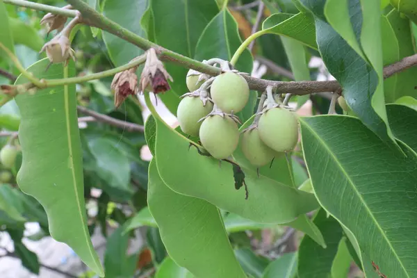 stock image Mimusops elengi fruit on plant in nursery for sell are cash crops. have quinine, caffeine, nicotine. can treat toothache, headaches, poisonous cases oral cavity, diarrhoea