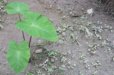 Taro plant on farm for harvest are cash crops. root is dietary fiber, carbohydrates, which both improve the function of digestive system, weight loss. have vitamin C, vitamin B6, vitamin E clipart