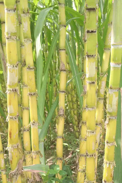 stock image sugarcane plant on farm for harvest are cash crops.juice is a great hydrating agent, Nutrient, Energy Boost, Digestive Health, Detoxification, Weight Management,Skin Radiance.Anti Aging, Anti-Diabetic