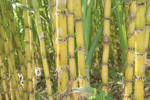 stock image sugarcane plant on farm for harvest are cash crops.juice is a great hydrating agent, Nutrient, Energy Boost, Digestive Health, Detoxification, Weight Management,Skin Radiance.Anti Aging, Anti-Diabetic