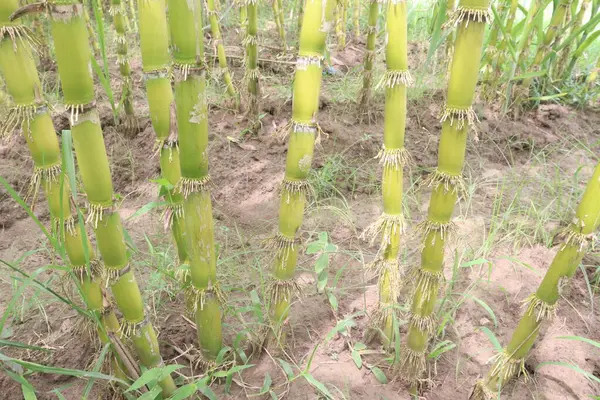 stock image sugarcane plant on farm for harvest are cash crops.juice is a great hydrating agent, Nutrient, Energy Boost, Digestive Health, Detoxification, Weight Management,Skin Radiance.Anti Aging, Anti-Diabetic