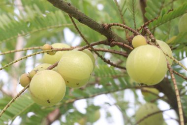 Amla gooseberry on tree in farm for sell are cash crops and Helps Fight Against the Common Cold, source of Vitamin C, have excellent immunity boosting and antioxidant properties clipart