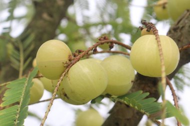 Çiftlikteki ağaçta satılan Amla Bektaşi üzümü nakit ürünleri ve C vitamininin kaynağı olan Soğuk algınlığıyla Mücadele 'nin mükemmel bağışıklık artırıcı ve antioksidan özellikleri var.