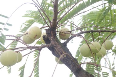 Çiftlikteki ağaçta satılan Amla Bektaşi üzümü nakit ürünleri ve C vitamininin kaynağı olan Soğuk algınlığıyla Mücadele 'nin mükemmel bağışıklık artırıcı ve antioksidan özellikleri var.