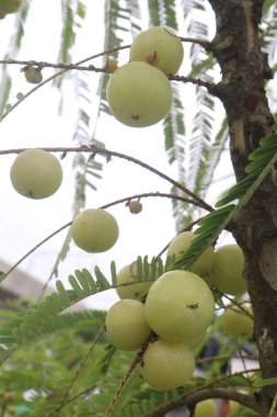Çiftlikteki ağaçta satılan Amla Bektaşi üzümü nakit ürünleri ve C vitamininin kaynağı olan Soğuk algınlığıyla Mücadele 'nin mükemmel bağışıklık artırıcı ve antioksidan özellikleri var.