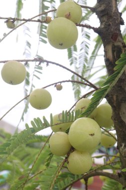 Çiftlikteki ağaçta satılan Amla Bektaşi üzümü nakit ürünleri ve C vitamininin kaynağı olan Soğuk algınlığıyla Mücadele 'nin mükemmel bağışıklık artırıcı ve antioksidan özellikleri var.